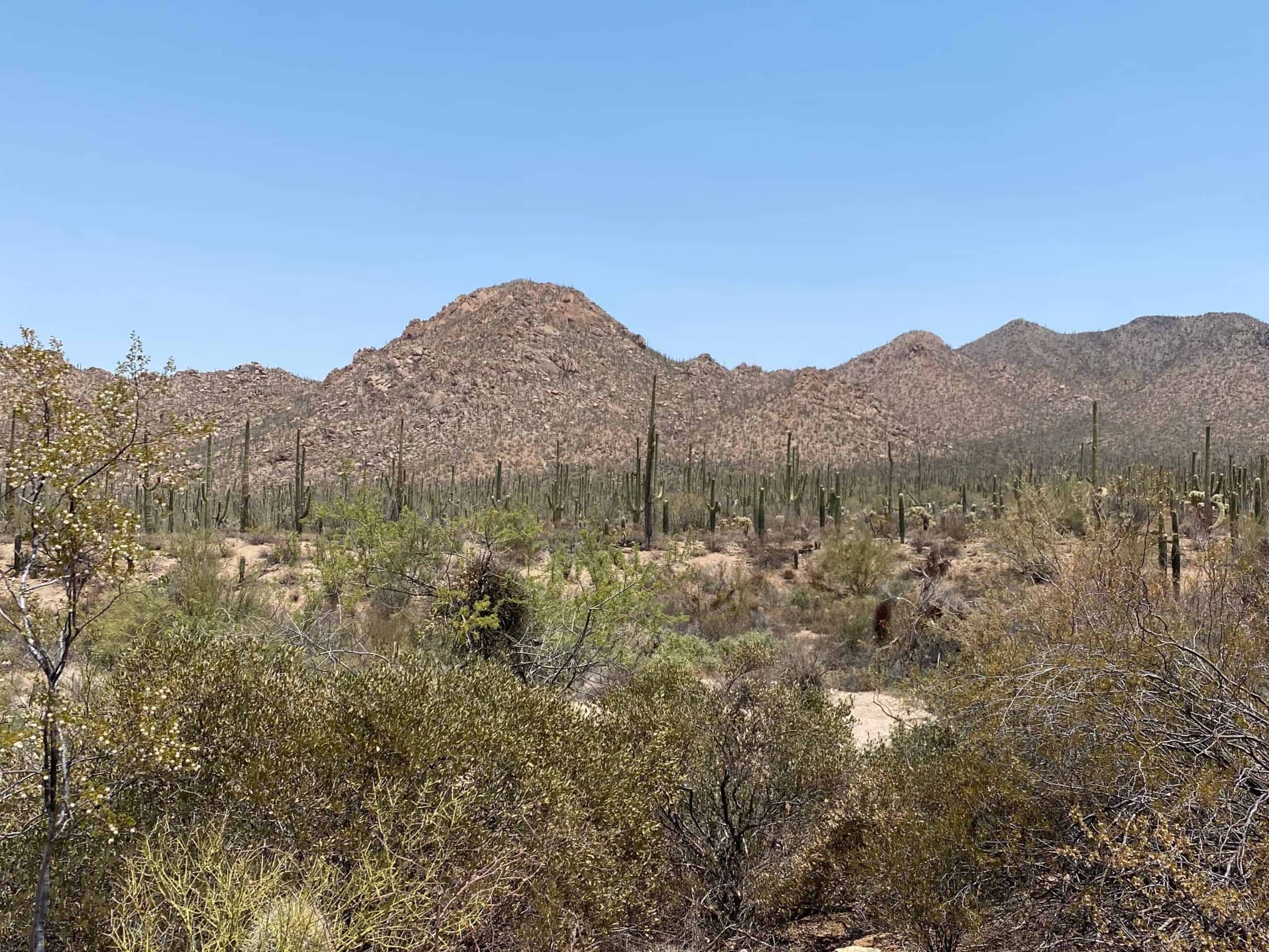 The 16 Best Saguaro National Park Hikes for Every Type of Explorer